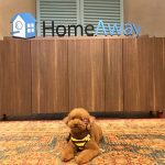 Picture of Golden Doodle dog in HomeAway office