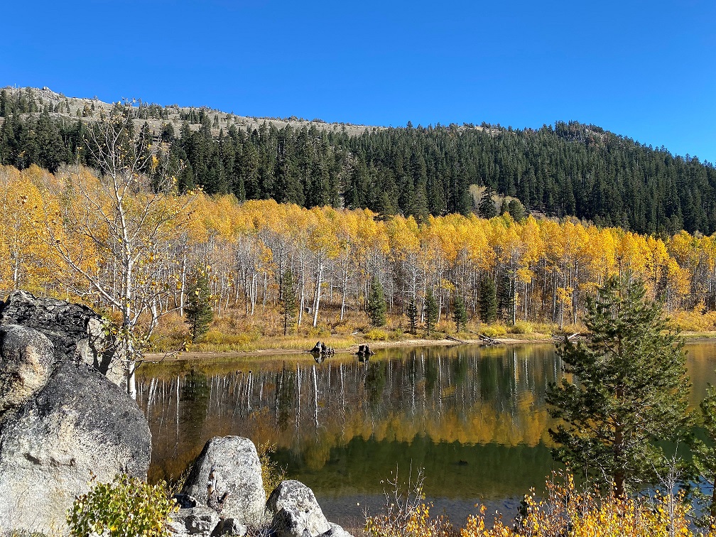 Landscape photo of yellow and green trees and its reflection in the lake